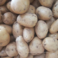 Holland potato seeds